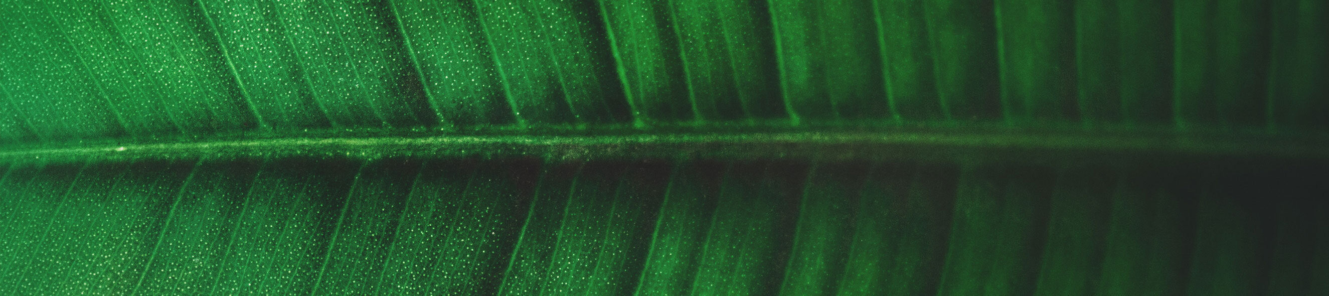 Shovels, Forks + Diggers