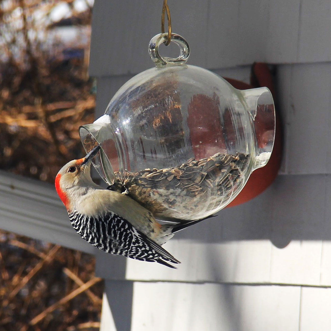 Large Glass Bird Feeder