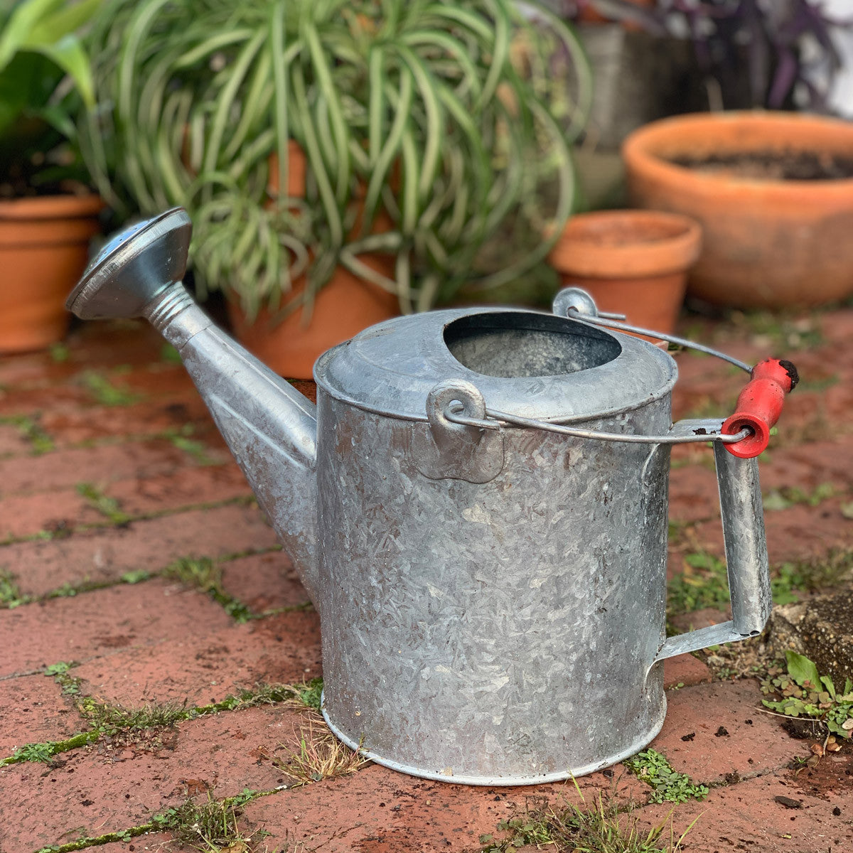 Watering house plants