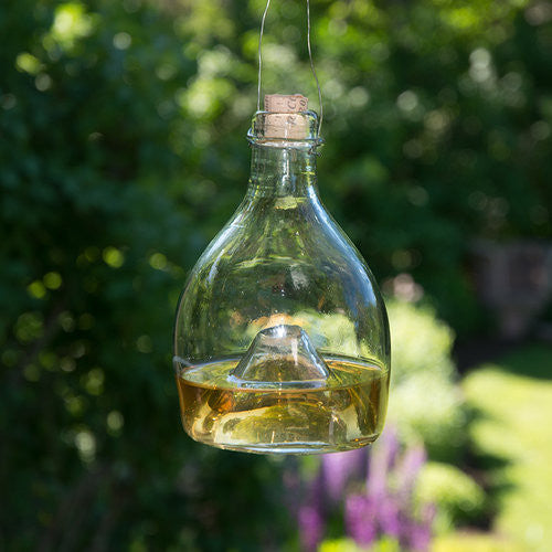 Glass wasp traps