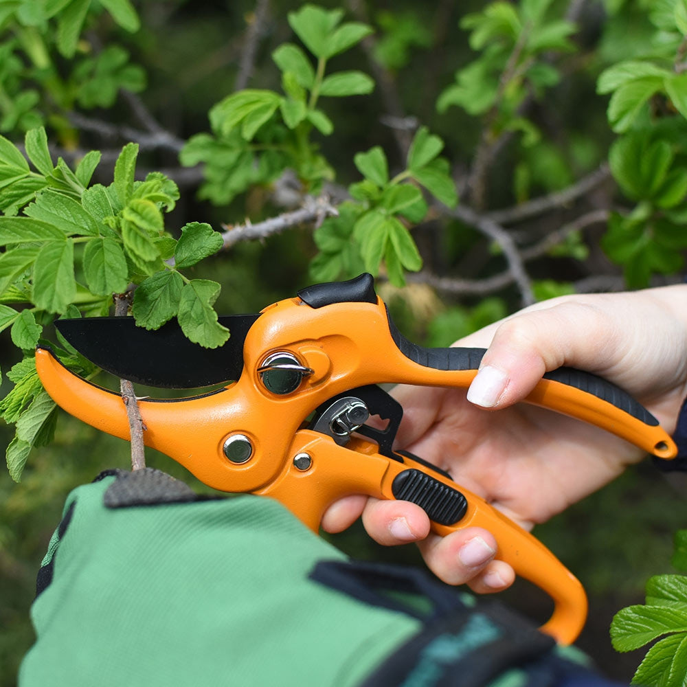 Ultimate Pruning Set