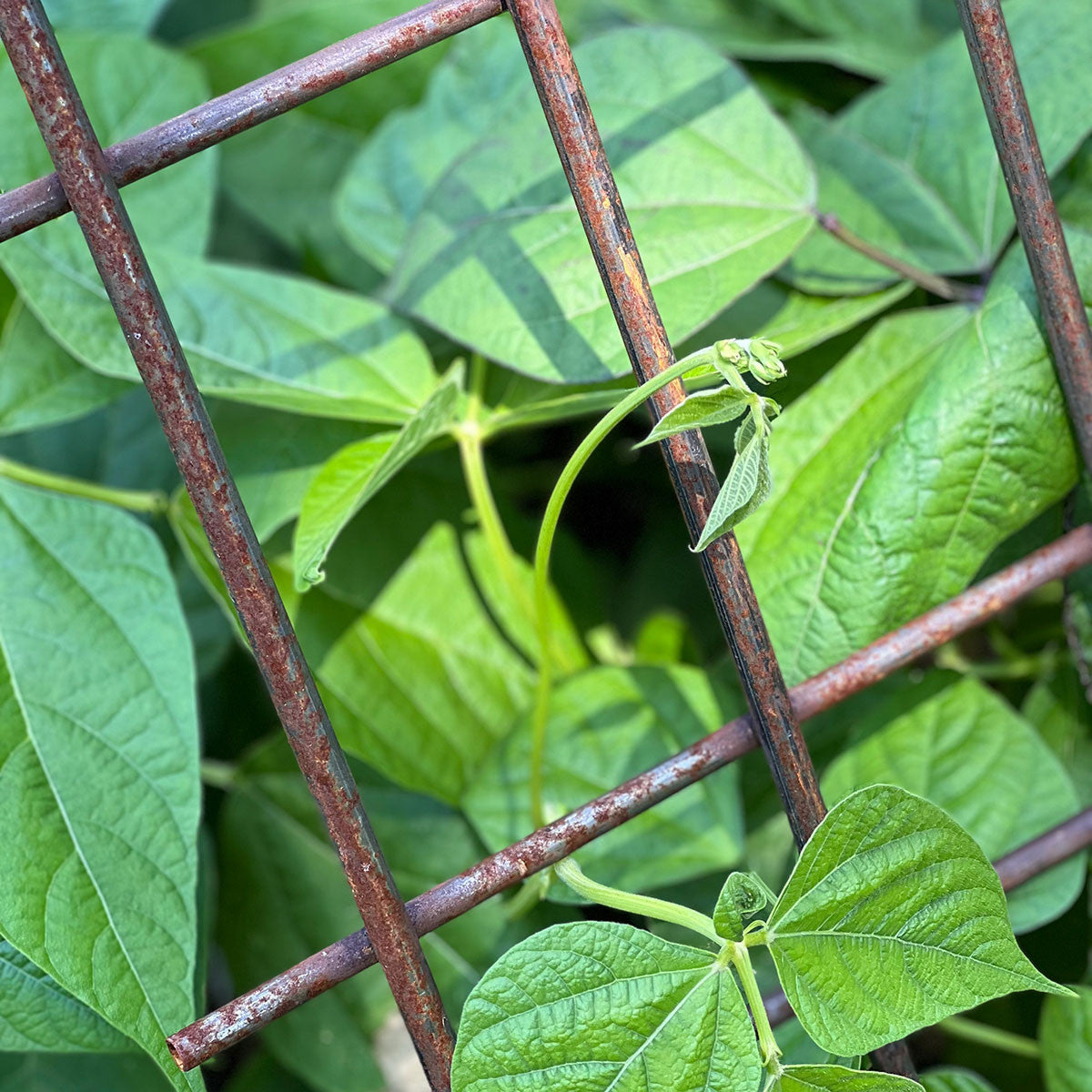 peas on trellis