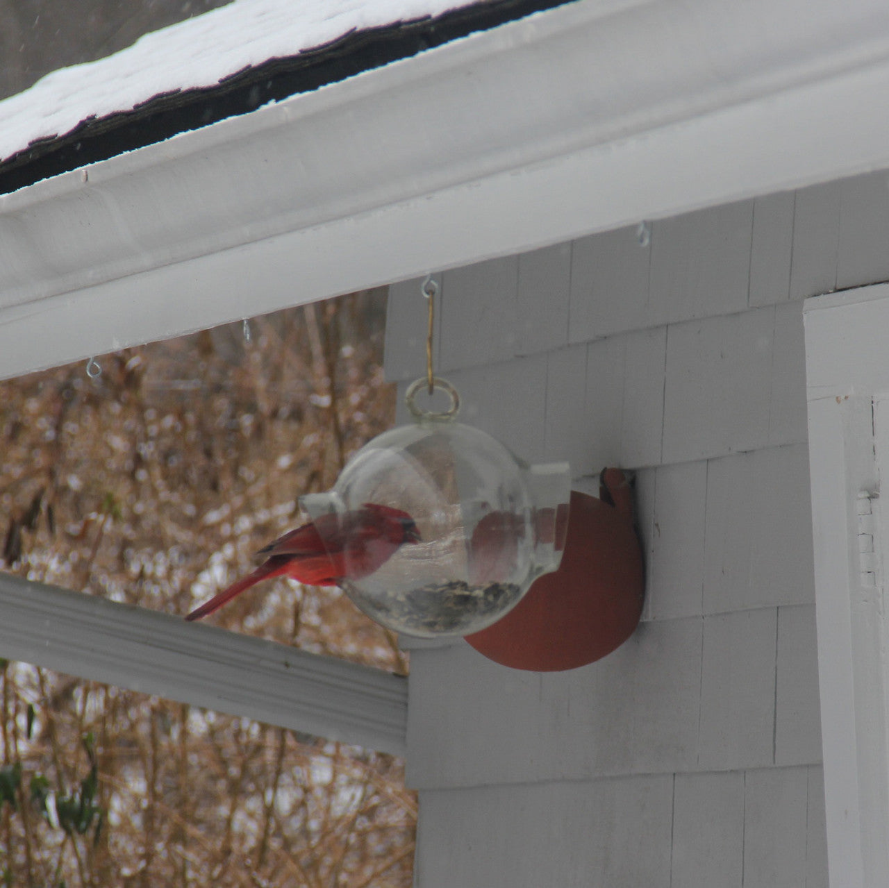 Cardinal feeding in glass bird feeder