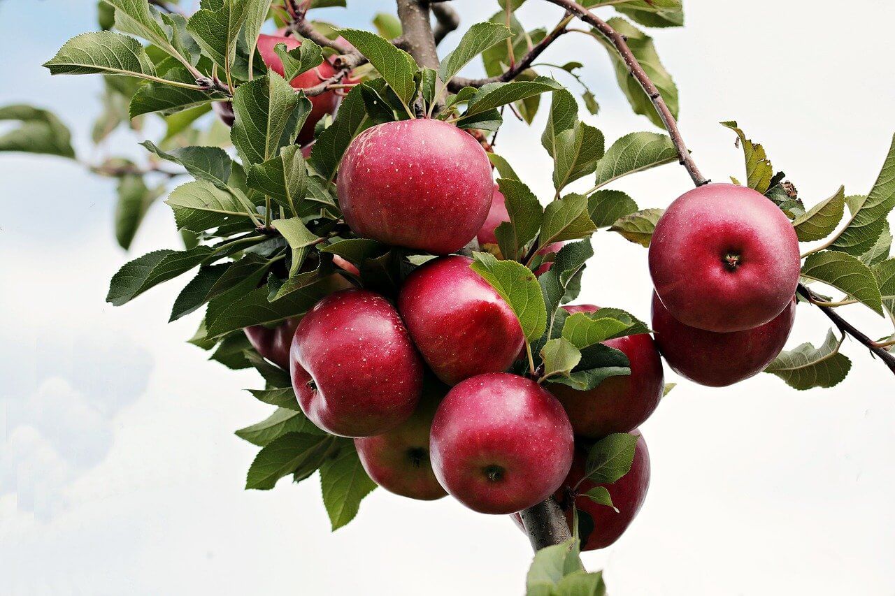 ​How to Pick, Plant, and Care for Backyard (or Balcony) Fruit Trees