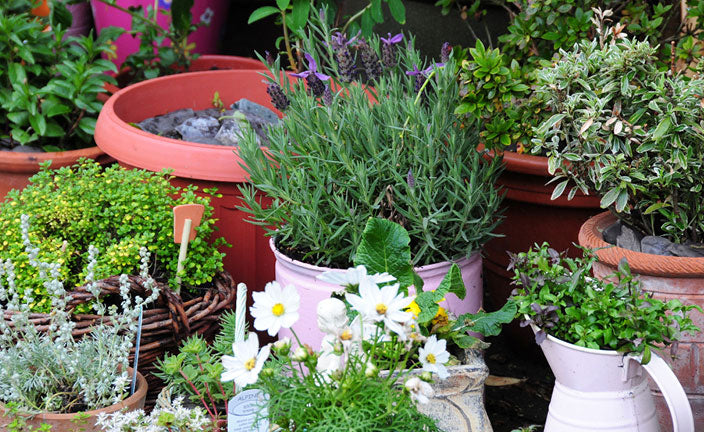 Container Gardening: Tips of Great Container Design for your home.