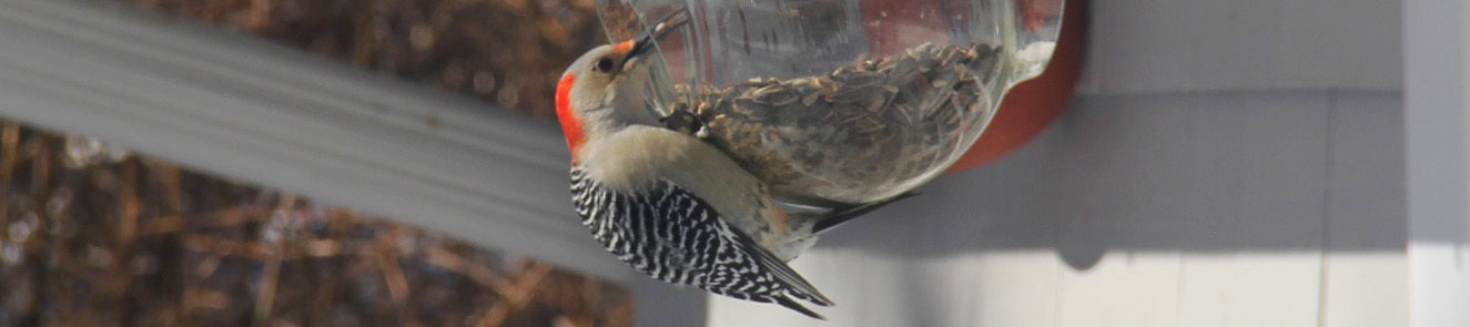 Birds, Bees, and Pollinators