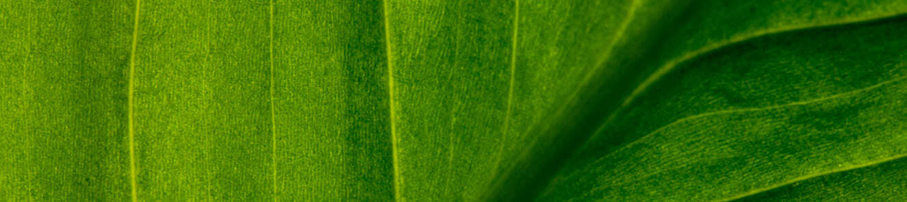 Garden Shears & Knives