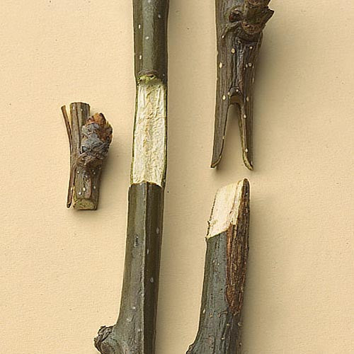 Professional Grafting Tool