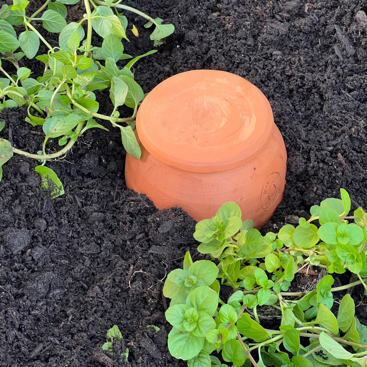 Medium Teardrop-Shaped Terracotta Container Plant Hydrator