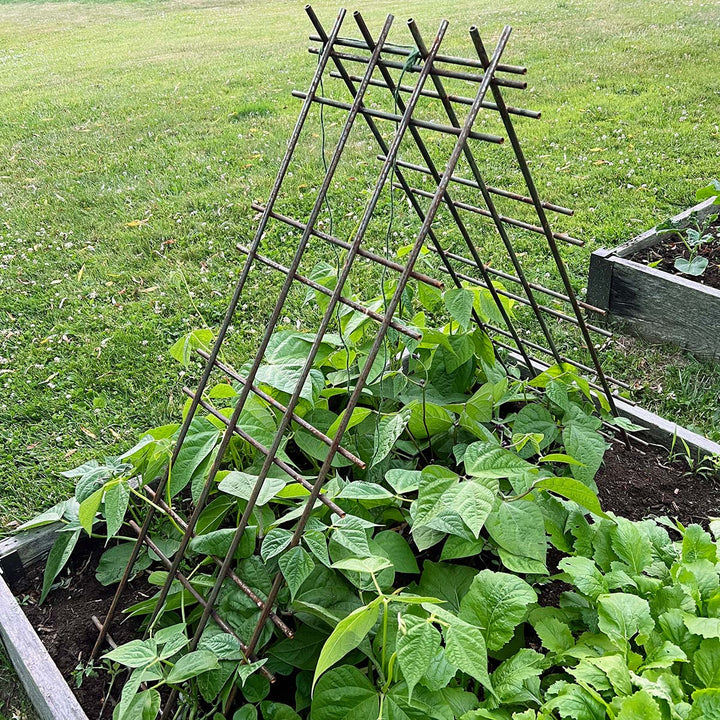 Garden Supports & Protectors