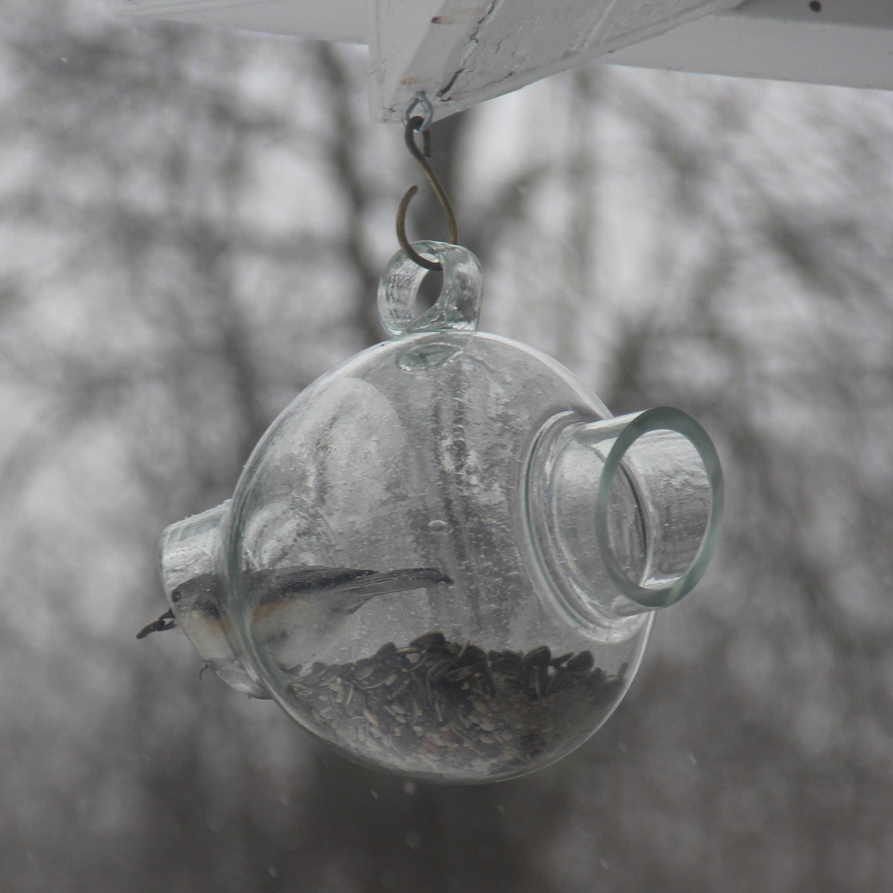 bird feeding in glass bird feeder