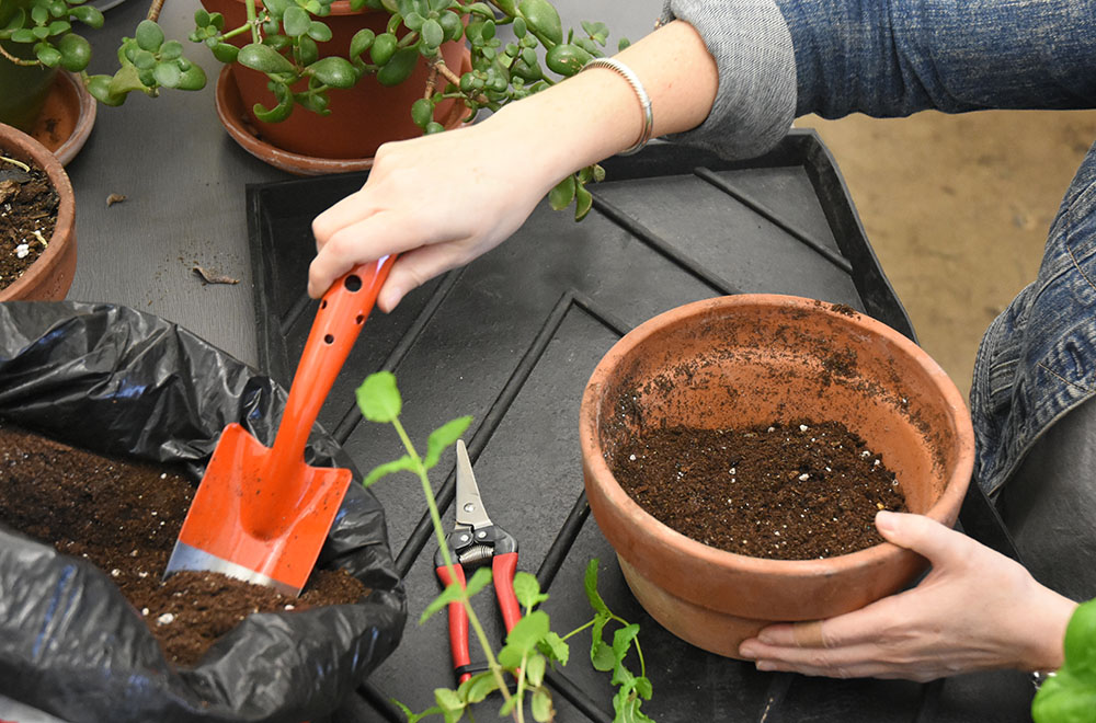 Indoor Gardening