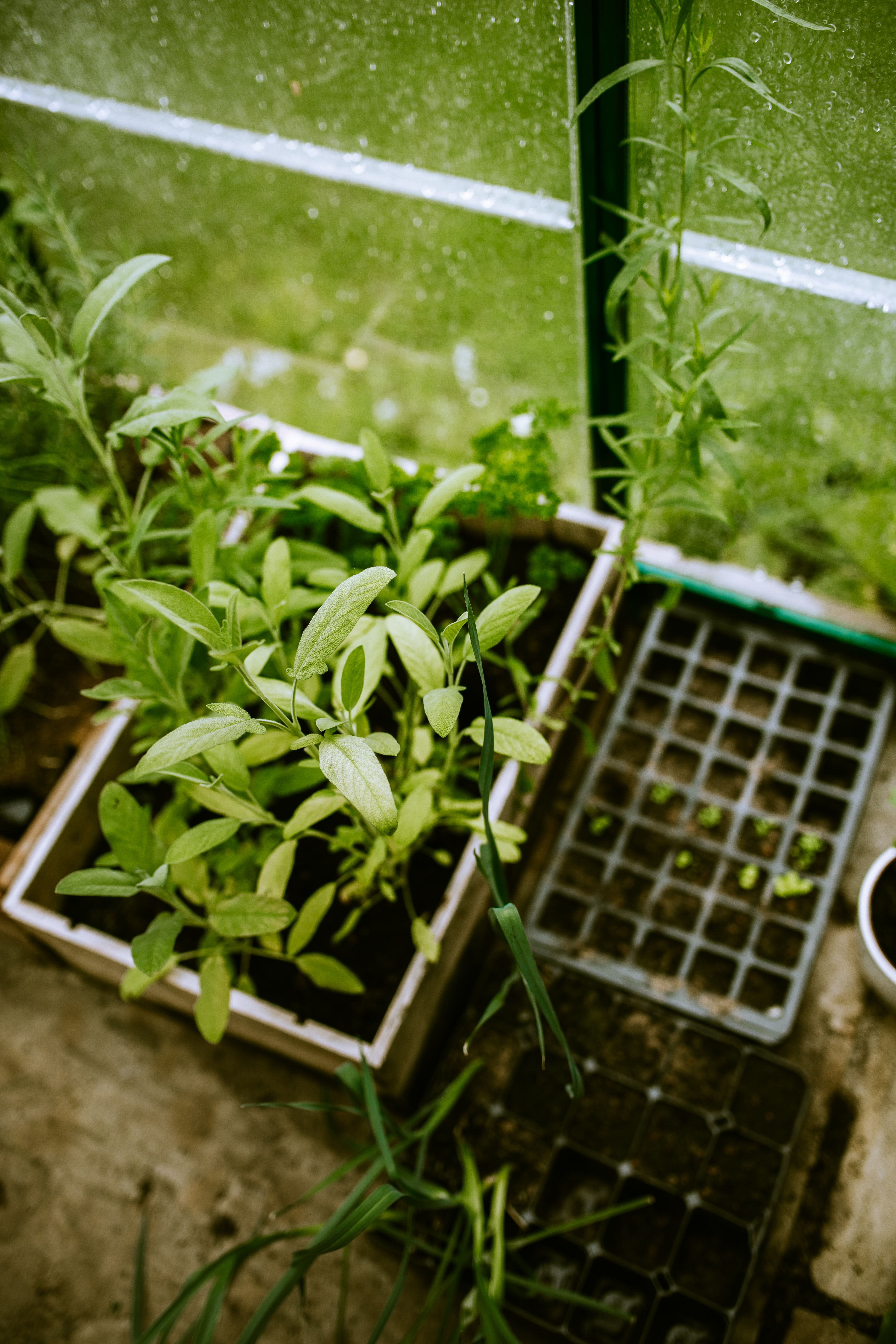 Plants in containers