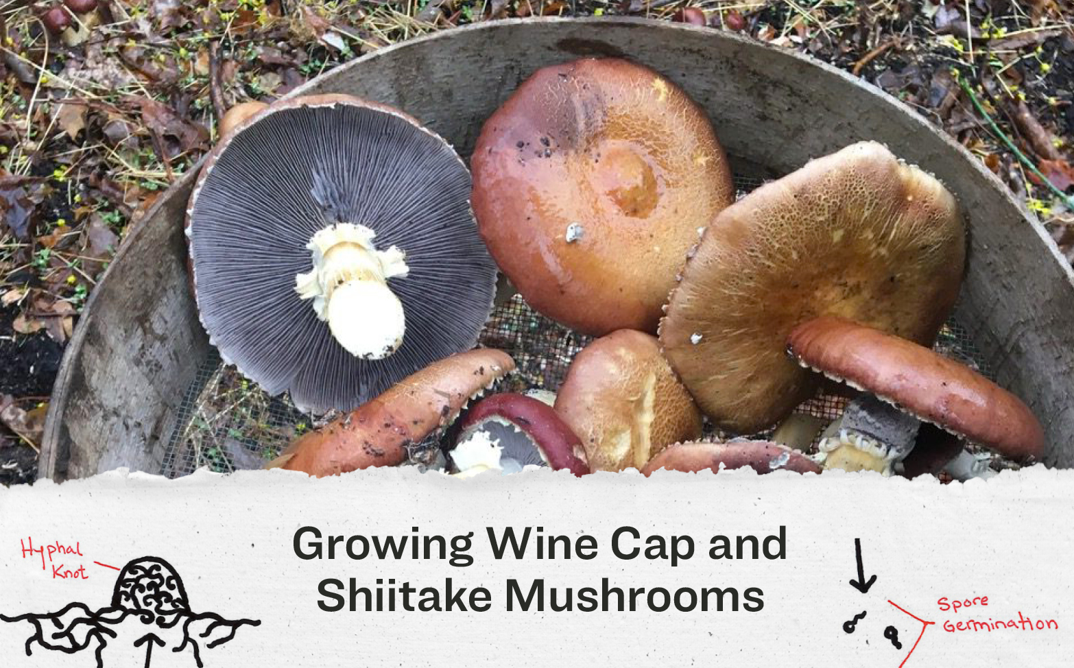 Growing Wine Cap and Shiitake Mushrooms