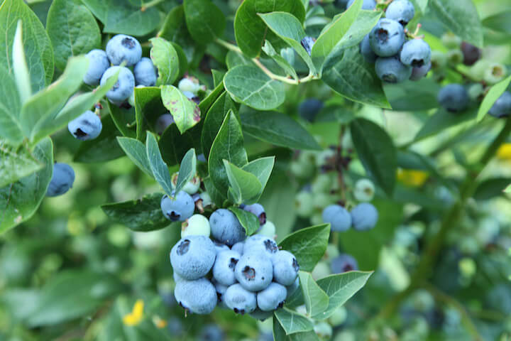 Ka Bluey Blueberry Gurney S Seed Nursery Ubicaciondepersonas Cdmx Gob Mx