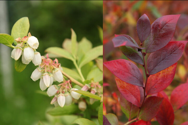 Caring for Blueberry Plants