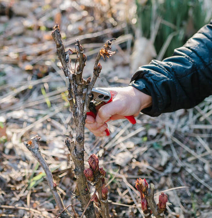 Ergonomic Italian Hand Pruners