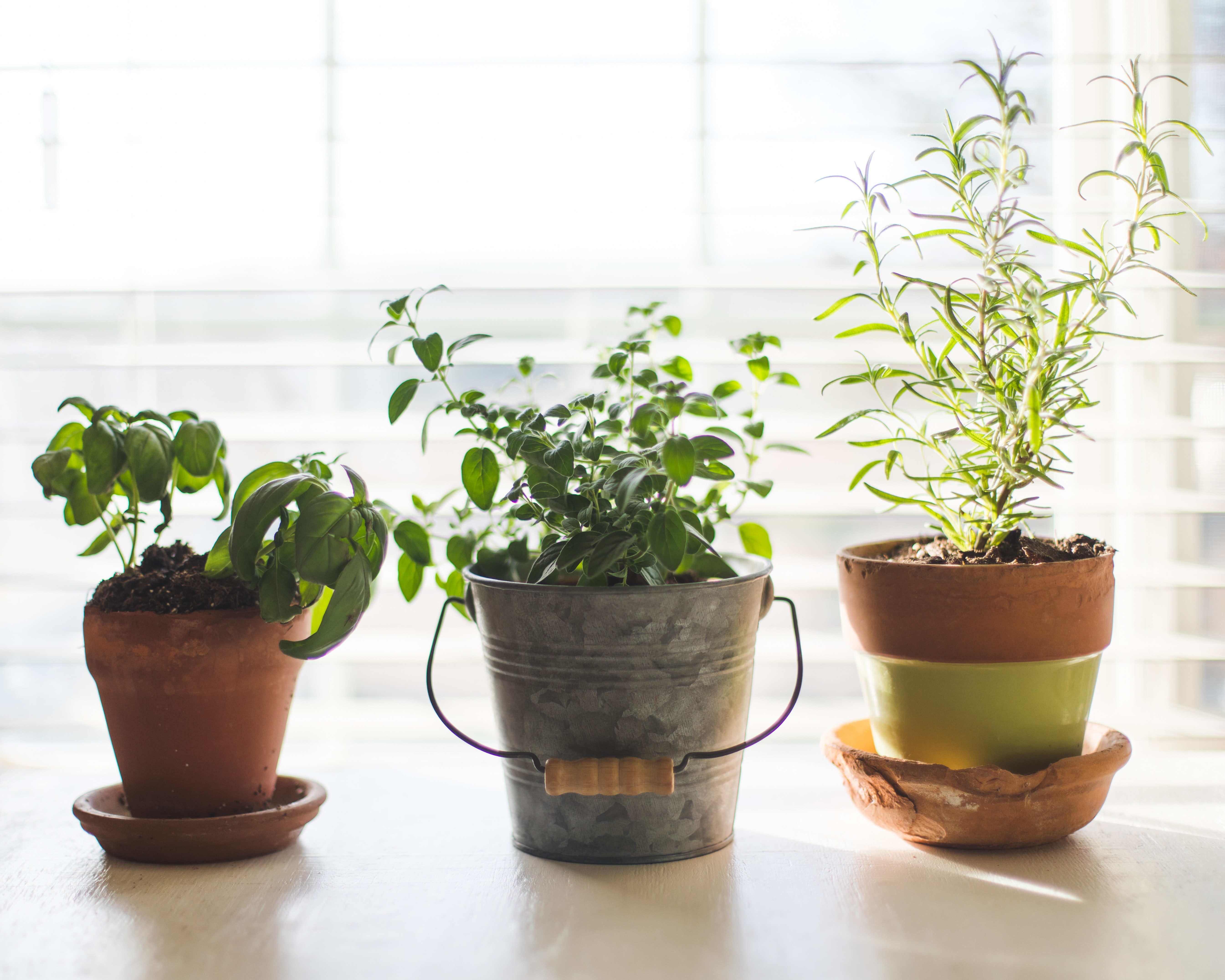 Plants in containers