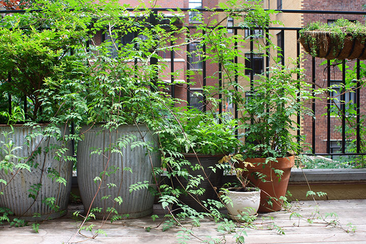 Thoughtful Plant selection