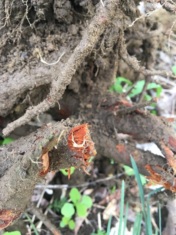 Dead Orchard Tree