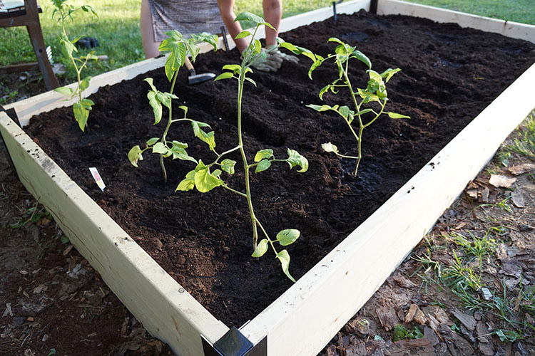 Planting in a Raised Bed Garden