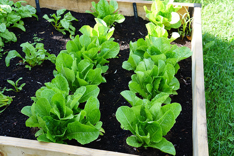 Raised Bed Garden