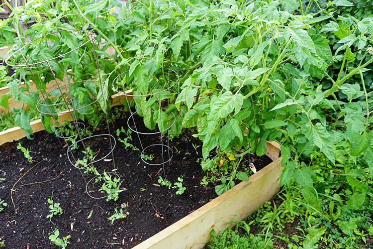 Raised Bed Garden Trellis