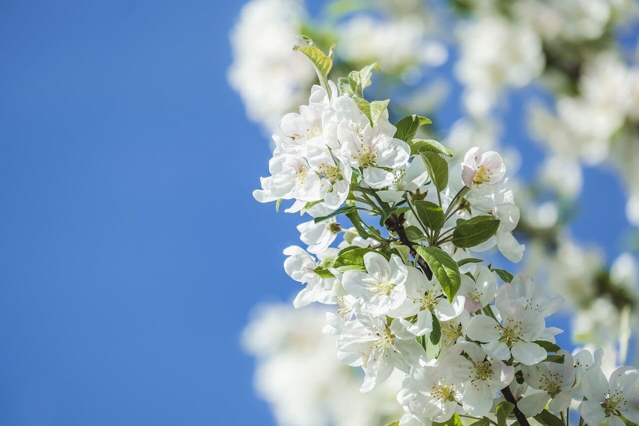 Floral Branch