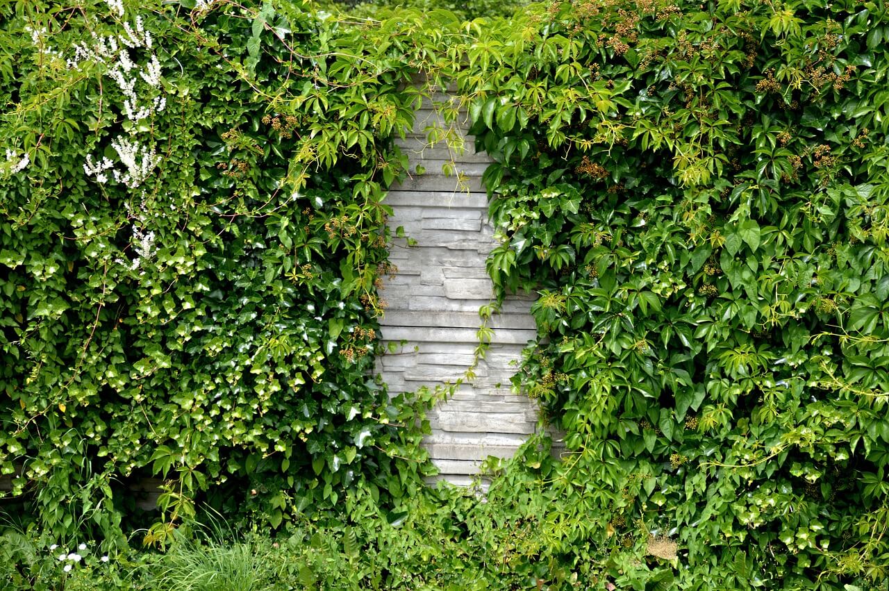 image of overgrown green hedge wall