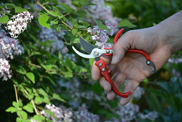 Hand Pruning