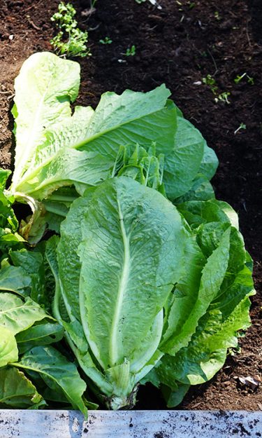 raised bed harvest