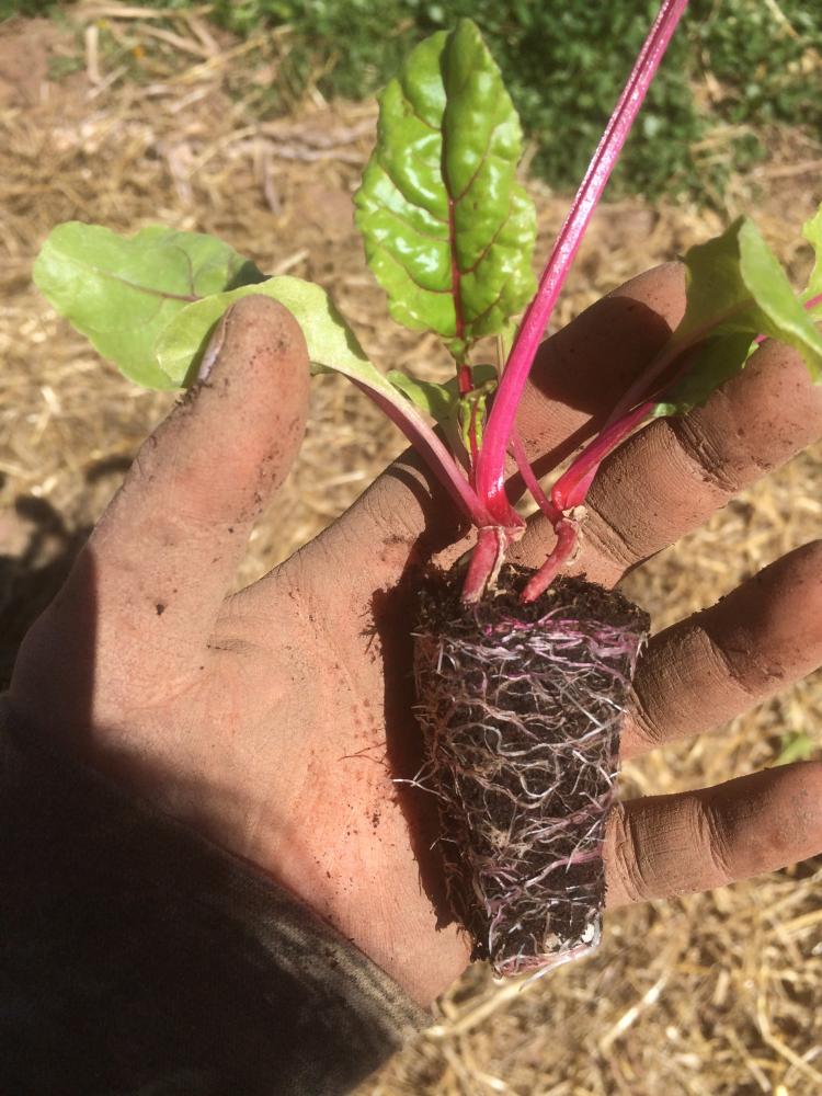 Swiss chard with pink roots