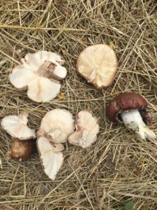 Background of Mushrooms