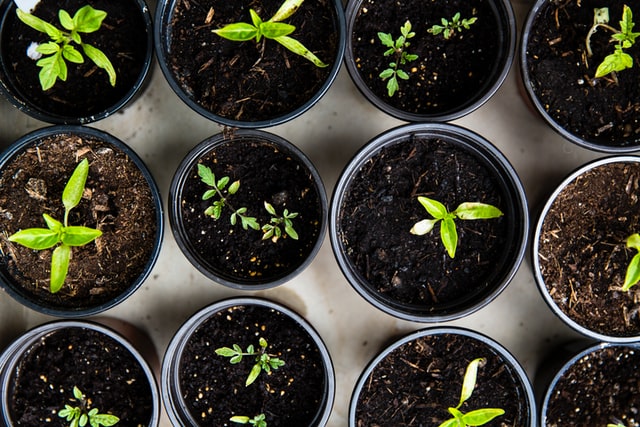 Young growing potted herbs