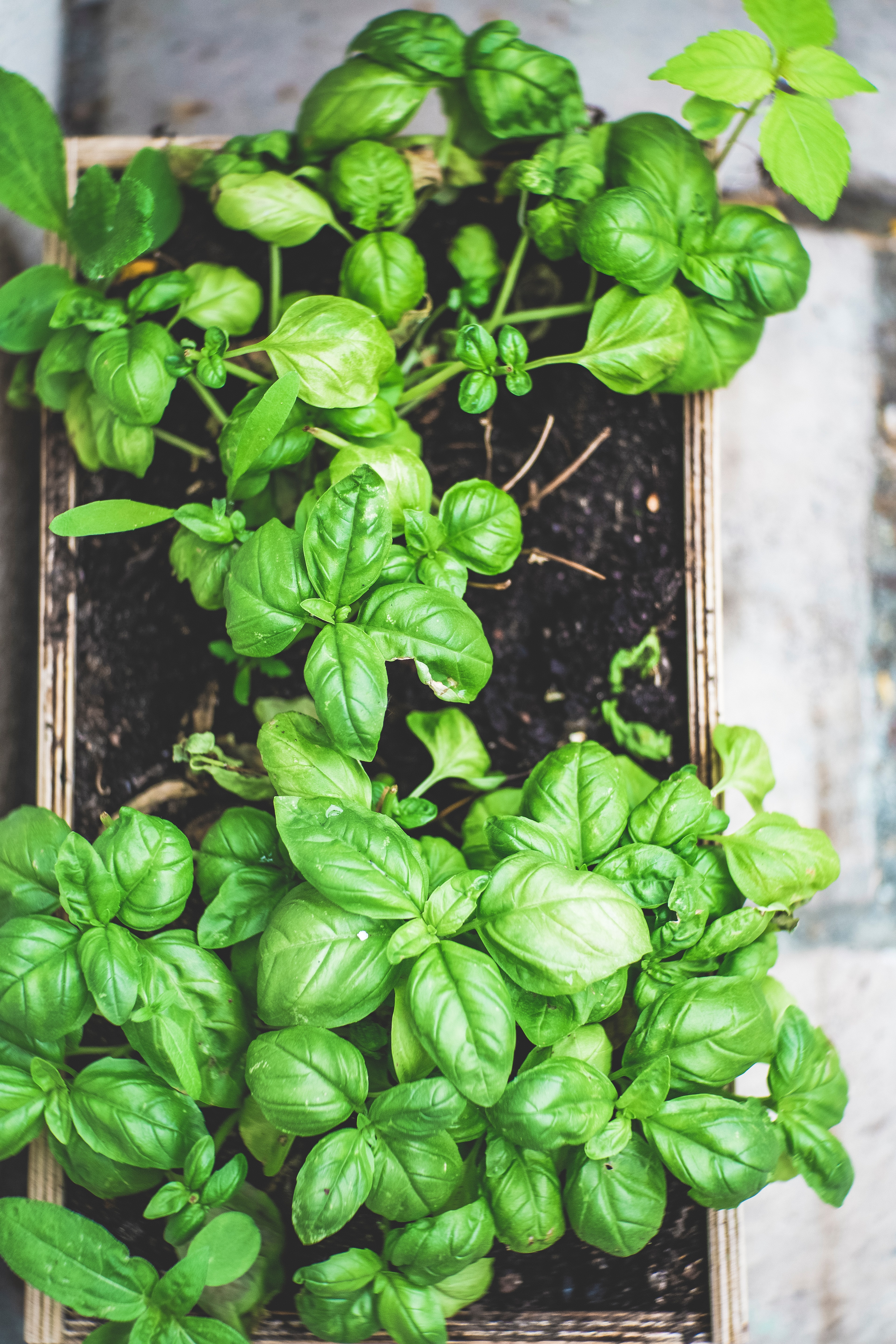 Basil Plants