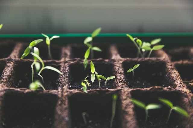 Seedlings in containers