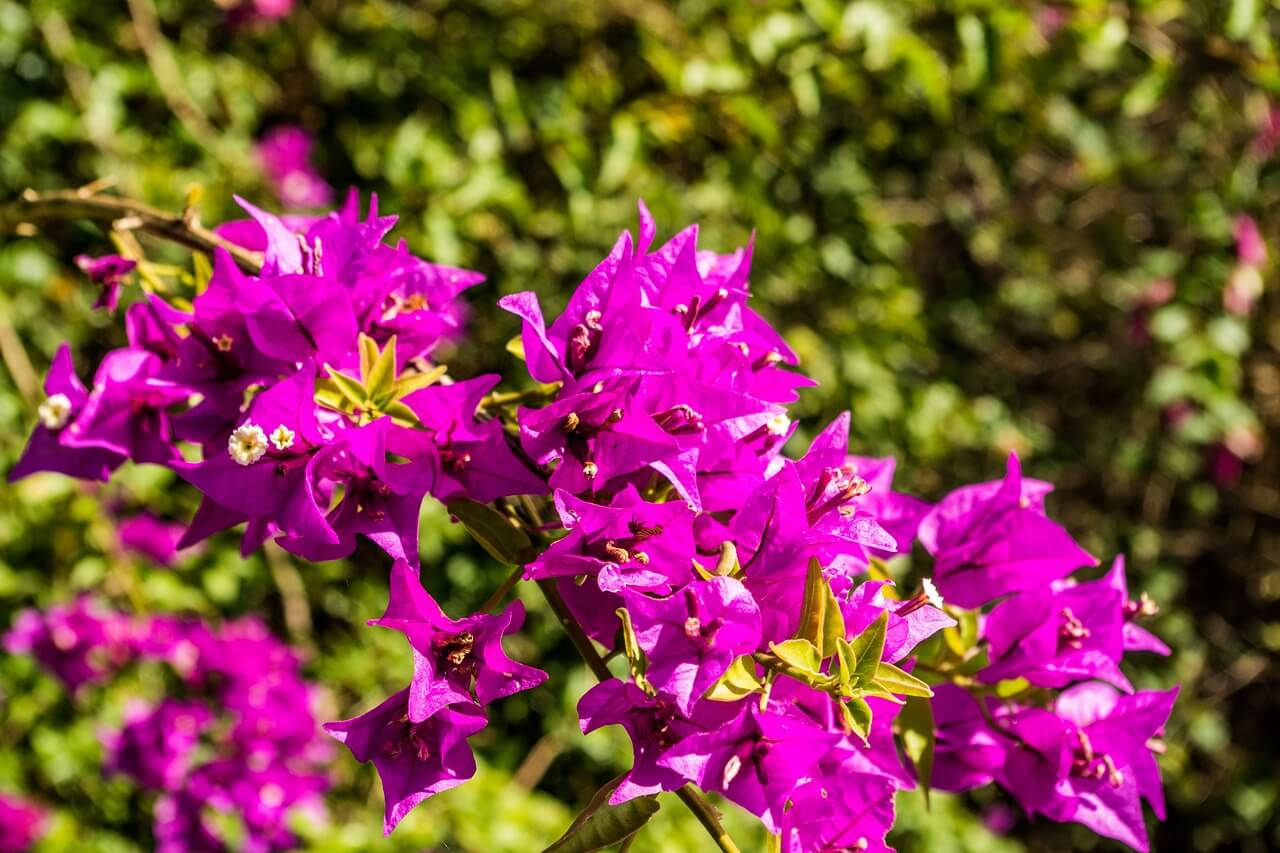pink bougainville tropical flowers on a bush