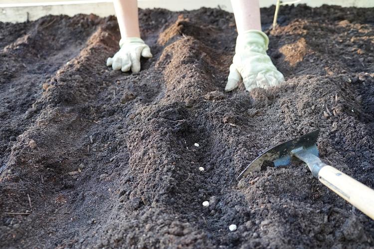 Planting Seeds in a Raised Bed Garden