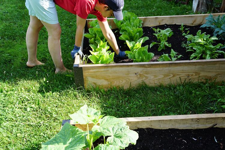 Raised Bed Garden 3