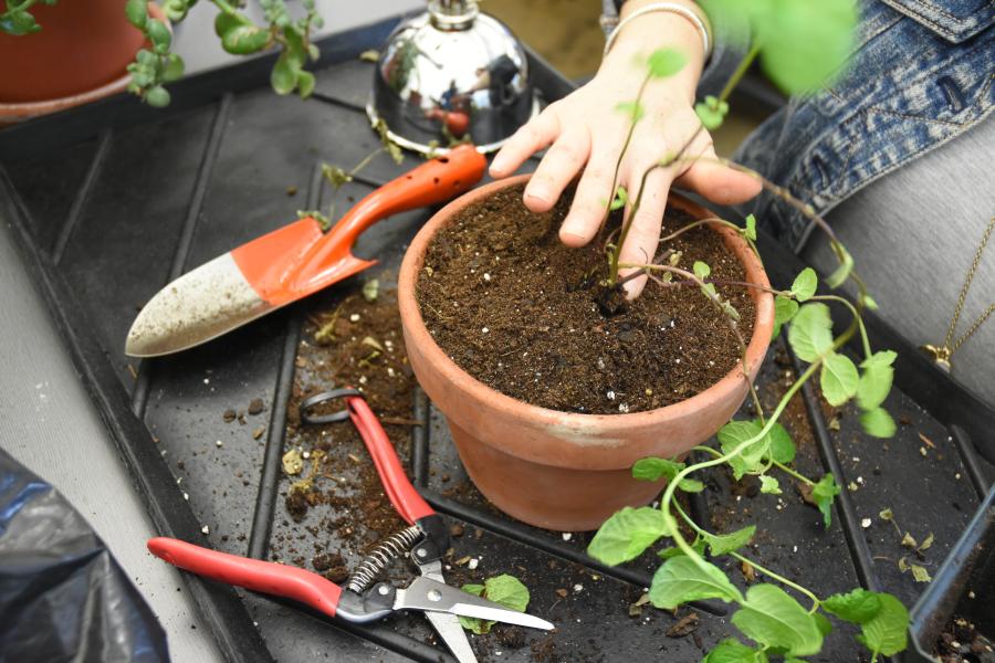 Repotting Plants 12