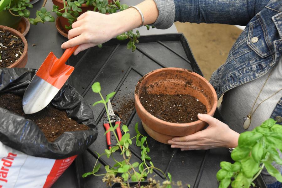 Repotting plants 2