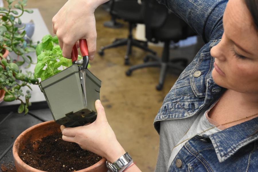 Repotting plants 3