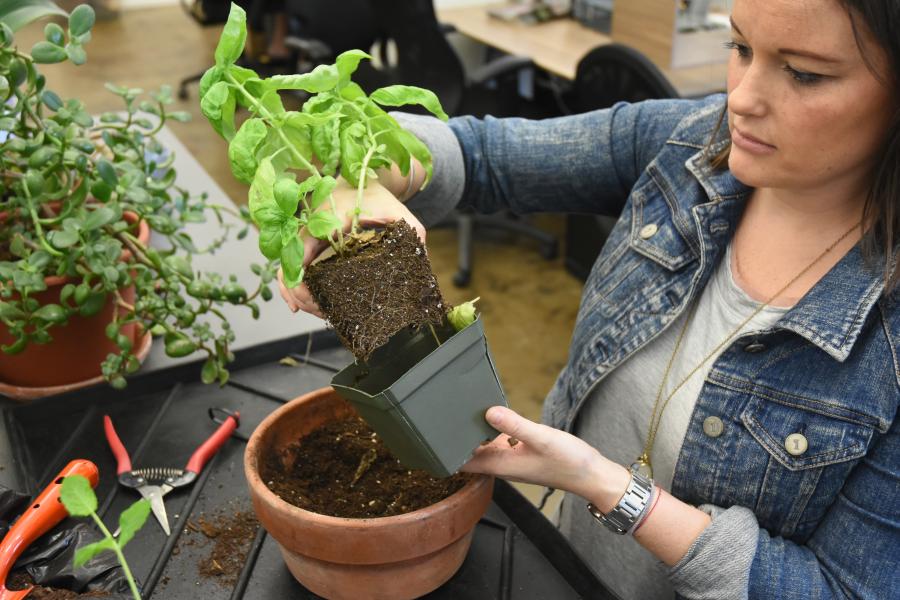 Repotting Plants 4