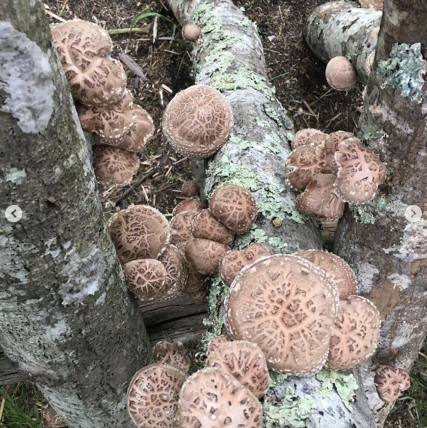 shiitake mushrooms on log