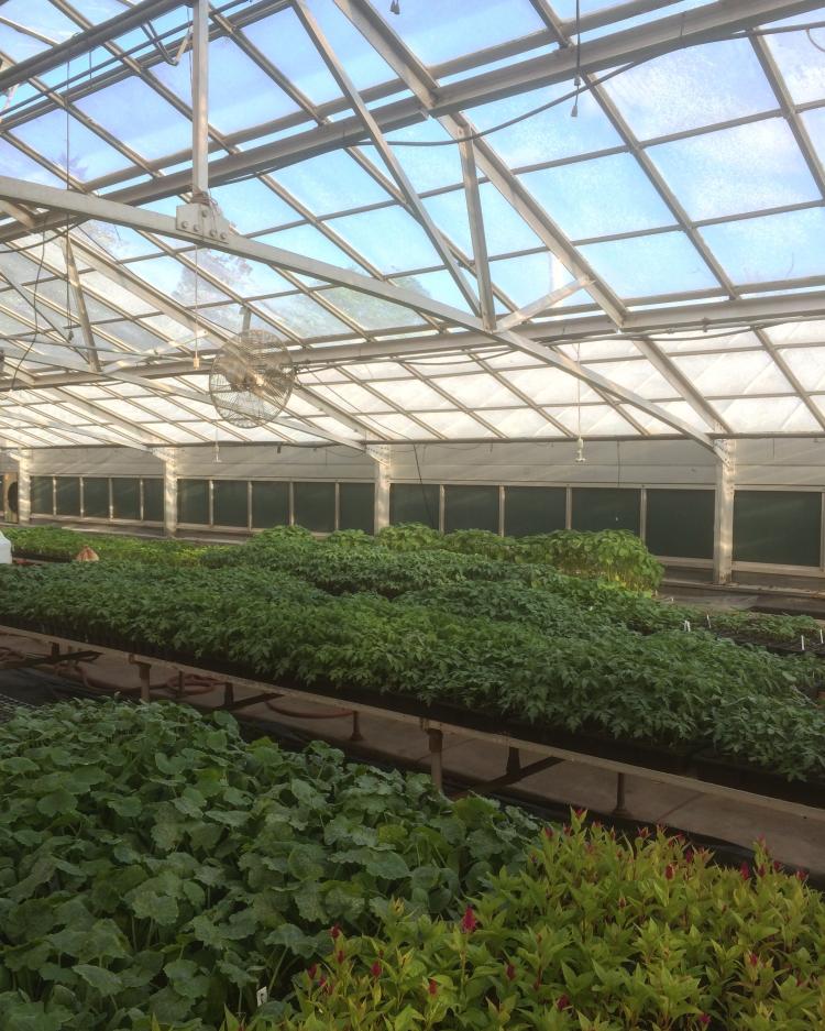 Greenhouse